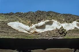 Attēlu rezultāti vaicājumam “Perenniporia medulla-panis”