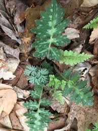 Attēlu rezultāti vaicājumam “Cladopodiella francisci macro”