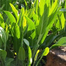 Image result for Gartenkresse