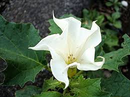 Image result for Datura stramonium