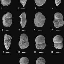 Attēlu rezultāti vaicājumam “Cladopodiella francisci macro”