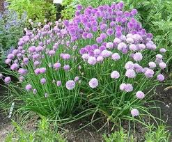 Attēlu rezultāti vaicājumam “Allium schoenoprasum fruit”