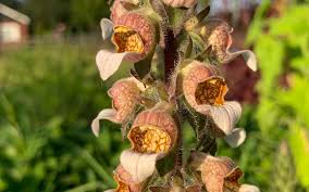 Attēlu rezultāti vaicājumam “Digitalis purpurea fruit”