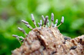 Attēlu rezultāti vaicājumam “Arcyria cinerea young”