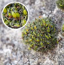 Attēlu rezultāti vaicājumam “Grimmia pulvinata”