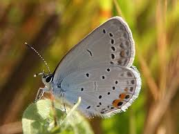 Attēlu rezultāti vaicājumam “Everes argiades underside”