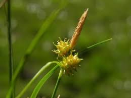 Attēlu rezultāti vaicājumam “Carex viridula”