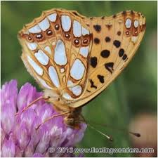 Attēlu rezultāti vaicājumam “Issoria lathonia”