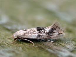 Attēlu rezultāti vaicājumam “Elachista maculicerusella”