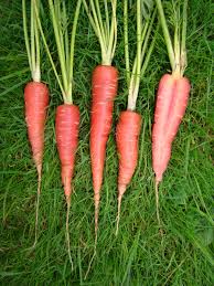 Attēlu rezultāti vaicājumam “Daucus sativus”