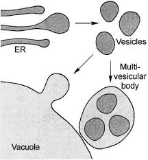 Attēlu rezultāti vaicājumam “Cinclidotus danubicus cells”