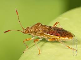 Attēlu rezultāti vaicājumam “Rhopalus maculatus”