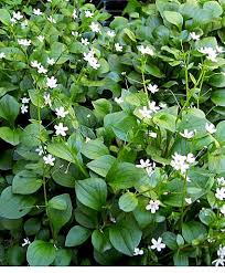 Attēlu rezultāti vaicājumam “Claytonia sibirica”
