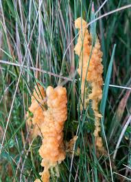 Attēlu rezultāti vaicājumam “Lignydium muscorum spores”