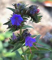 Attēlu rezultāti vaicājumam “Echium vulgare”