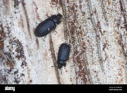 Attēlu rezultāti vaicājumam “Grynocharis oblonga”