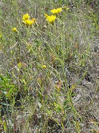 Attēlu rezultāti vaicājumam “Crepis tectorum flower”