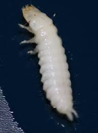 Attēlu rezultāti vaicājumam “Anthrenus sp. larva”