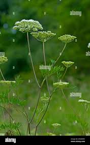 Attēlu rezultāti vaicājumam “Cnidium dubium”