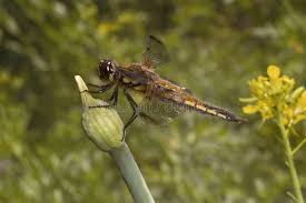 Attēlu rezultāti vaicājumam “Libellula quadrimaculata exuvia”
