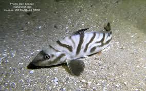 Image result for Menticirrhus americanus