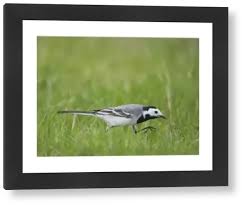 Attēlu rezultāti vaicājumam “Motacilla alba adult”