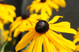 Image result for Rudbeckia