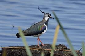 Attēlu rezultāti vaicājumam “Vanellus vanellus”