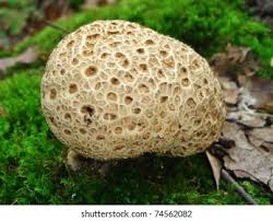 Attēlu rezultāti vaicājumam “Scleroderma citrinum”