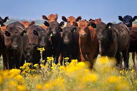 Image result for ganado bovino