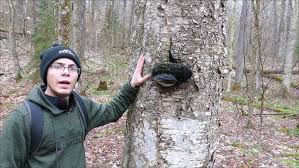 Attēlu rezultāti vaicājumam “Phellinus igniarius”