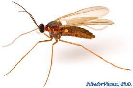 Attēlu rezultāti vaicājumam “Cecidomyiidae”