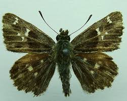 Attēlu rezultāti vaicājumam “Carcharodus floccifera”