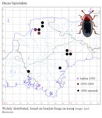 Attēlu rezultāti vaicājumam “Dacne bipustulata”