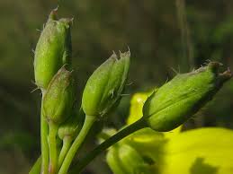 Attēlu rezultāti vaicājumam “Diplotaxis tenuifolia bud”