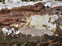 Attēlu rezultāti vaicājumam “Cinereomyces lindbladii”