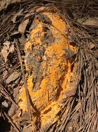 Attēlu rezultāti vaicājumam “Chrysothrix candelaris”