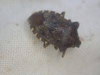 Attēlu rezultāti vaicājumam “Troilus luridus”