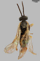 Attēlu rezultāti vaicājumam “Pristiphora maesta”