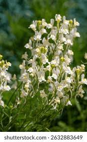 Attēlu rezultāti vaicājumam “Linaria loeselii”