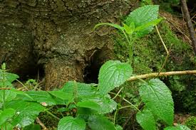 Attēlu rezultāti vaicājumam “Stachys sylvatica bud”