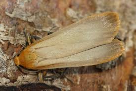 Attēlu rezultāti vaicājumam “Eilema depressa”