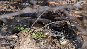 Attēlu rezultāti vaicājumam “Lacerta agilis male”