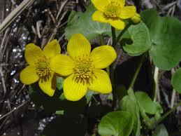 Attēlu rezultāti vaicājumam “Caltha palustris leaf”
