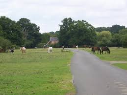 Image result for Cadnam Cricket Club