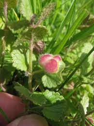 Attēlu rezultāti vaicājumam “Liposthenes glechomae”