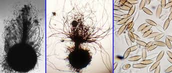 Attēlu rezultāti vaicājumam “Barbeyella minutissima spores”
