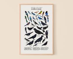 Attēlu rezultāti vaicājumam “Corvidae”