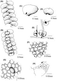 Attēlu rezultāti vaicājumam “Jungermannia hyalina cells”