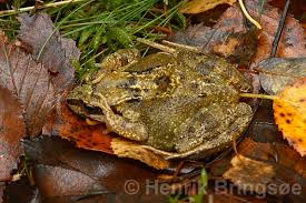 Attēlu rezultāti vaicājumam “Rana temporaria adult”